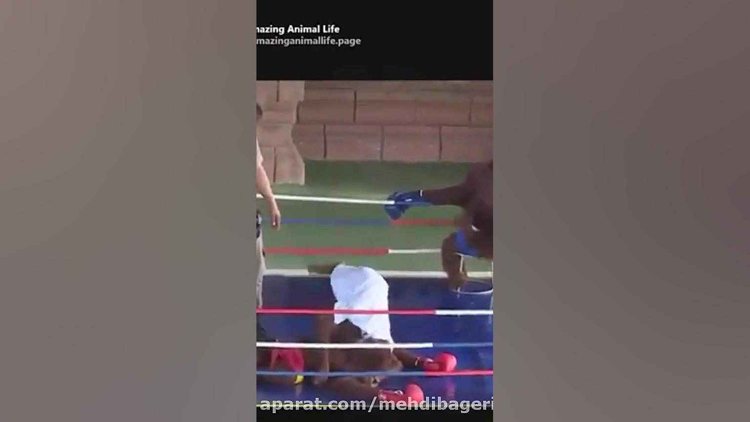 مسابقات بوکس میمونها