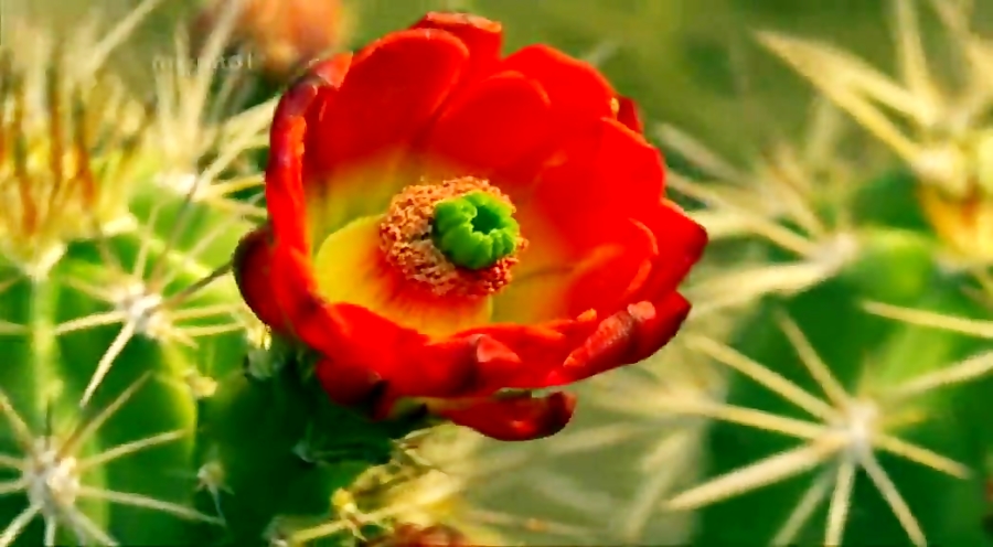 مستند آمریکای شمالی با دوبله ف...