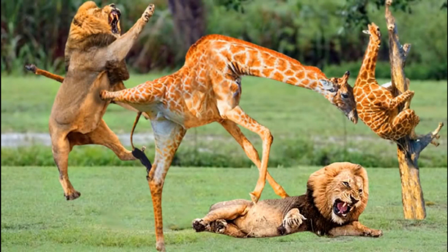 حیات وحش، شکست شیرها در مقابل...