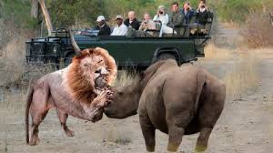 حیات وحش، حمله کرگدن عصبانی