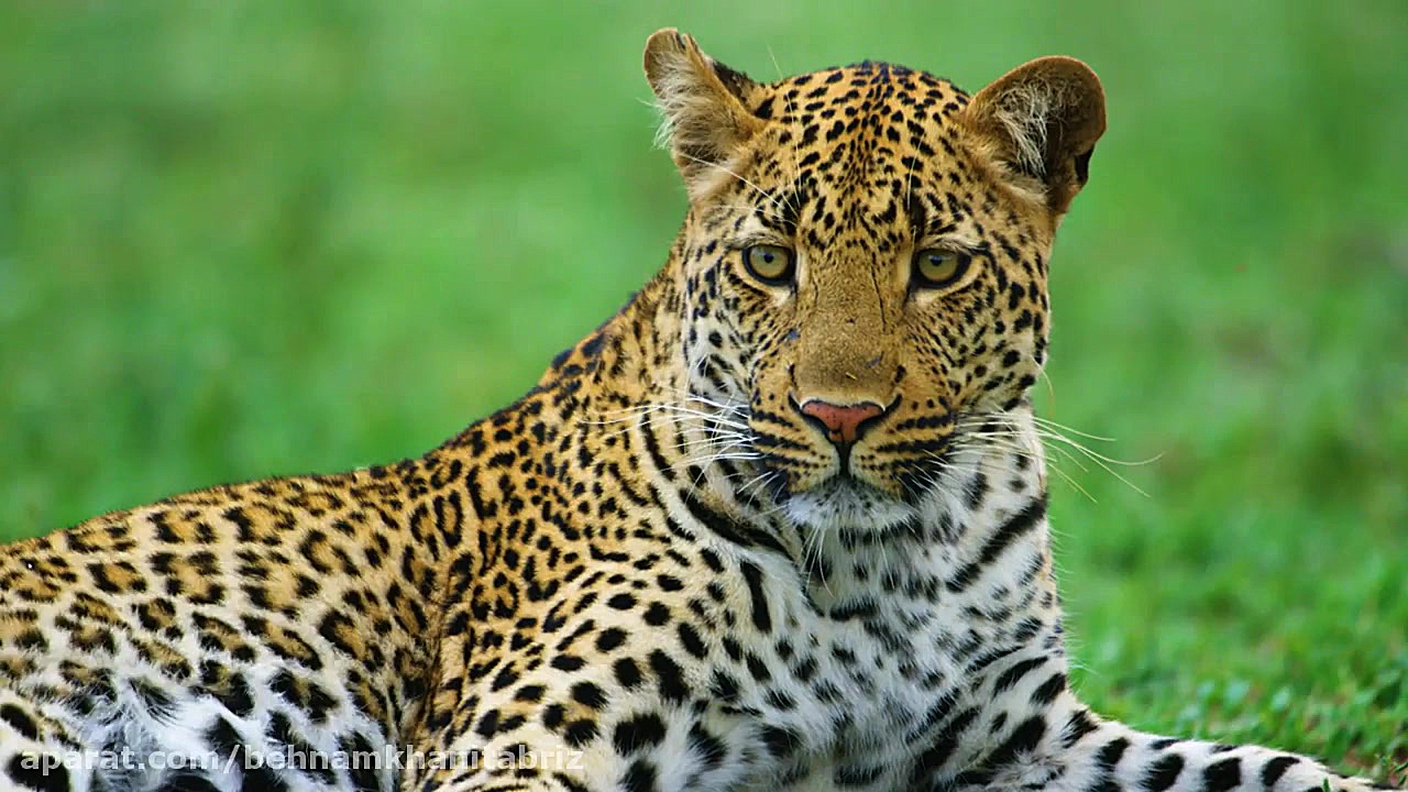 حیات وحش منحصر به فرد و متنوع...