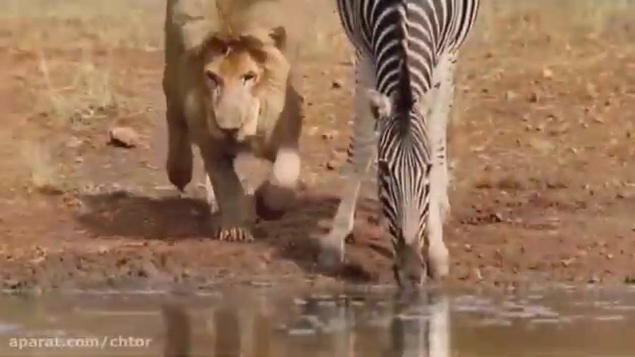 رازبقاء  حیات وحش  شکاروحشی