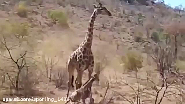 رازبقاء  حیات وحش  شکاروحشی