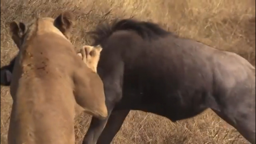 فیلم مستند جالب و دیدنی جنگ و...