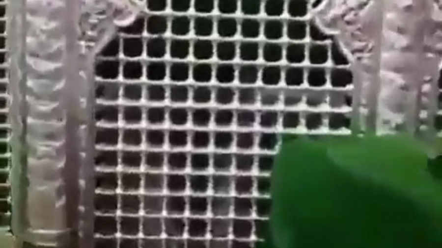 قسمتی از زیارت عاشورا در حرم ح...