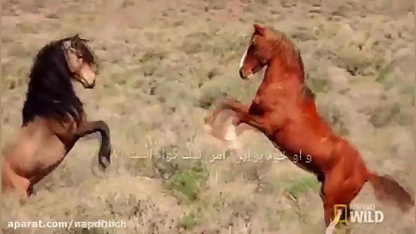 عادیات باصوت عبدالرحمن مسعد