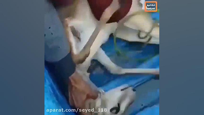 نجات آهوی‌ گرفتار در دریا‌ توس...