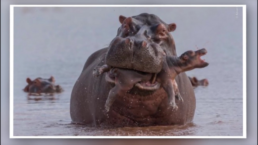 اسب آبی کودک خود را می کشد  چر...