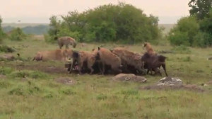 حیات وحش  حیوانات شکاری