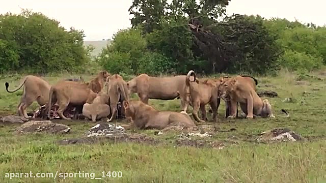 حیات وحش  حیوانات شکاری