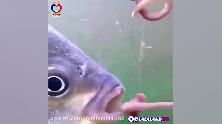 اینستا گرام