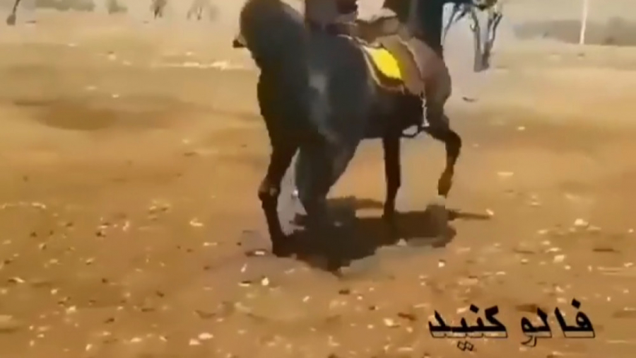 رقص یک اسب اهلی امیدوارم خوشتو...