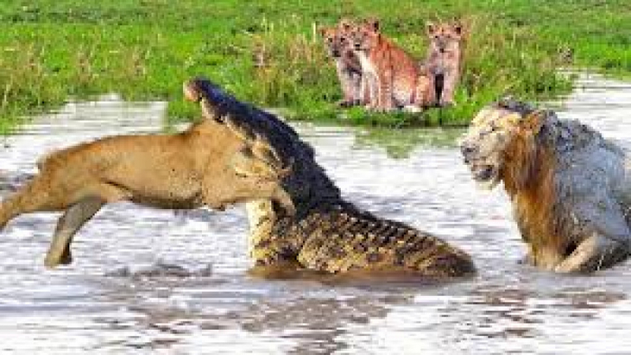 حیات وحش، شکار شکارچیان از شیر...