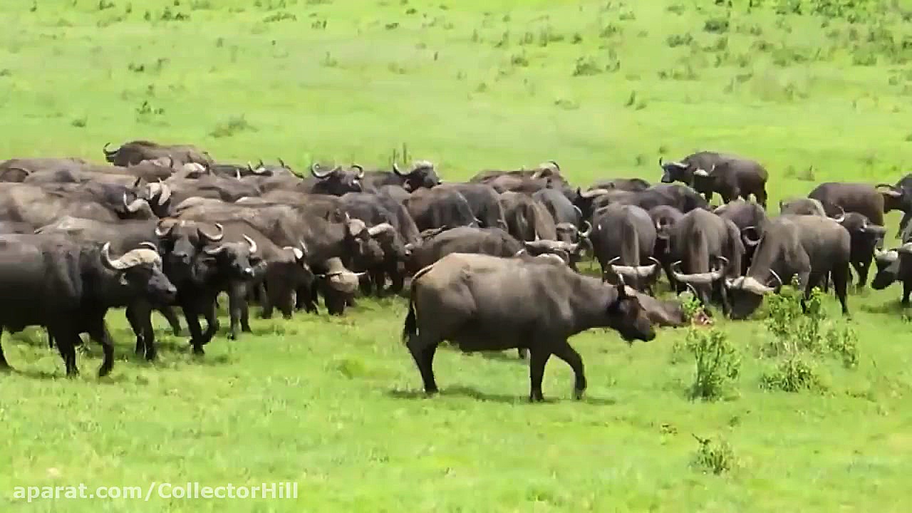 صحنه های بسیار نایاب از شکار ش...