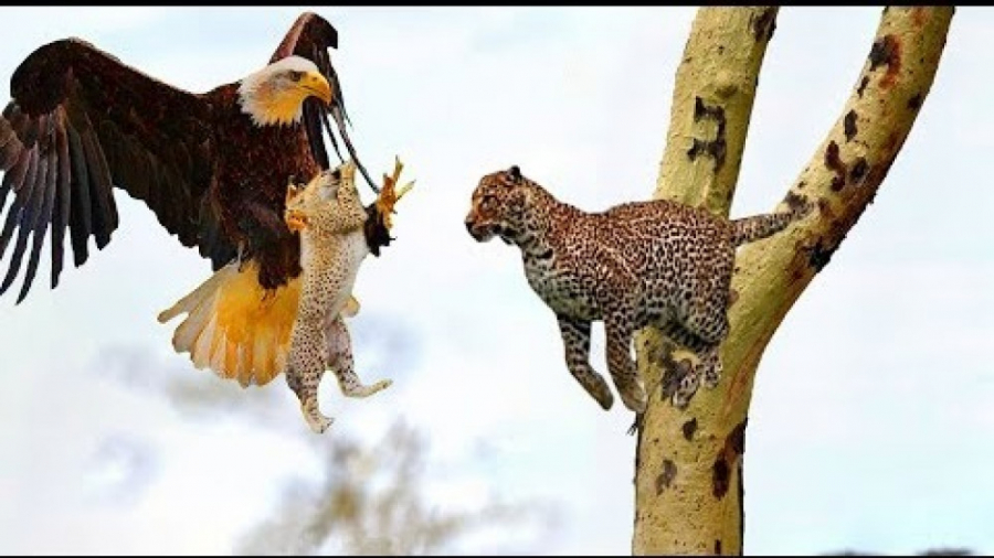حیات وحش  حمله عقاب به پلنگ نو...