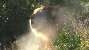 بهترین های حیات وحش  حیوانات و...