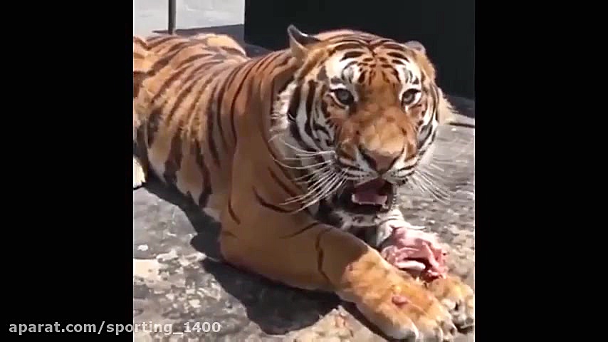 بهترین های حیات وحش  حیوانات و...