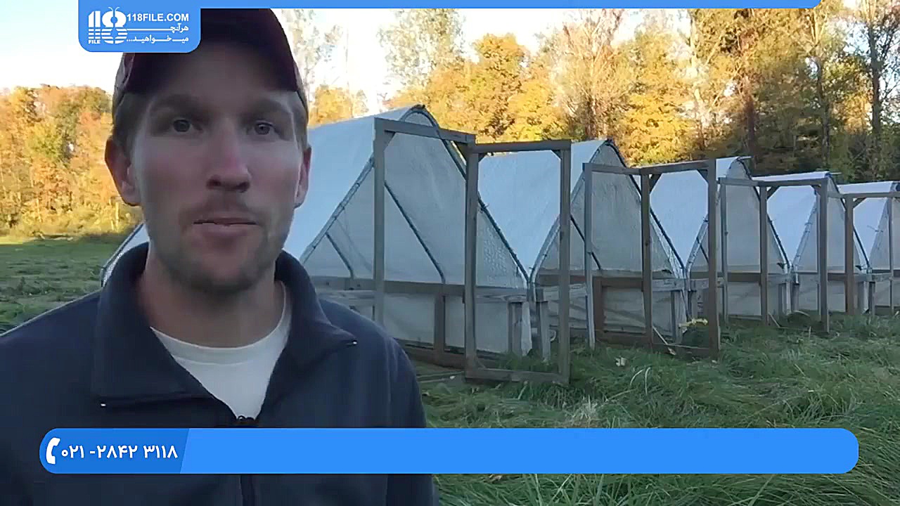 آموزش پرورش مرغ محلی | پرورش م...