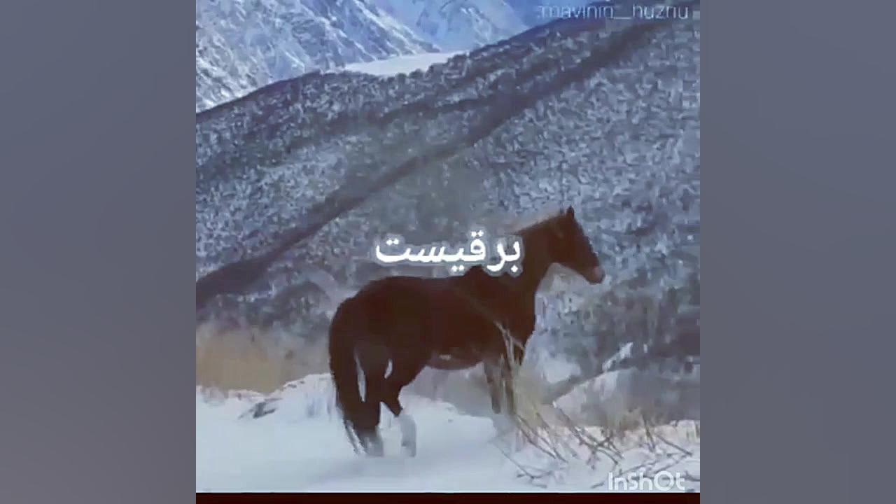 اسب چموش دنیا