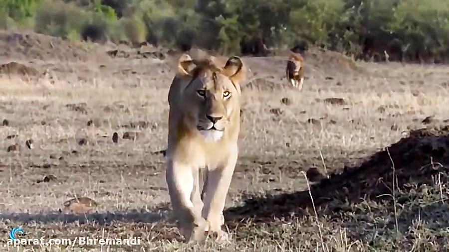 مستند حیات وحش شکار کردن حرفه...