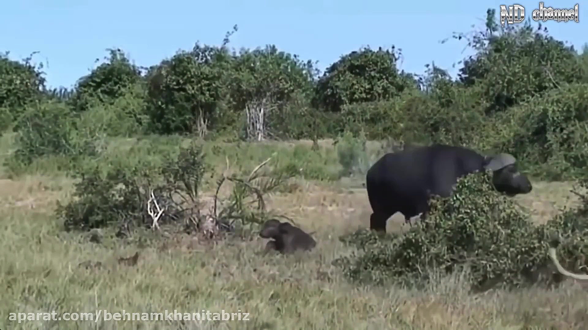 مادر بوفالو در نجات توله بوفال...