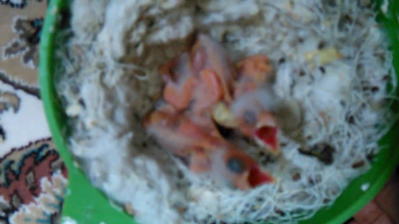 شکایت قناری به خدا