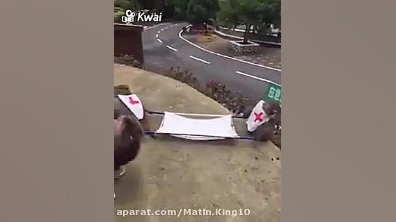 امداد رسانی میمون ها.