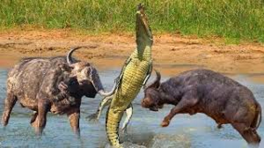 حیات وحش، حمله کروکودیل به گاو...