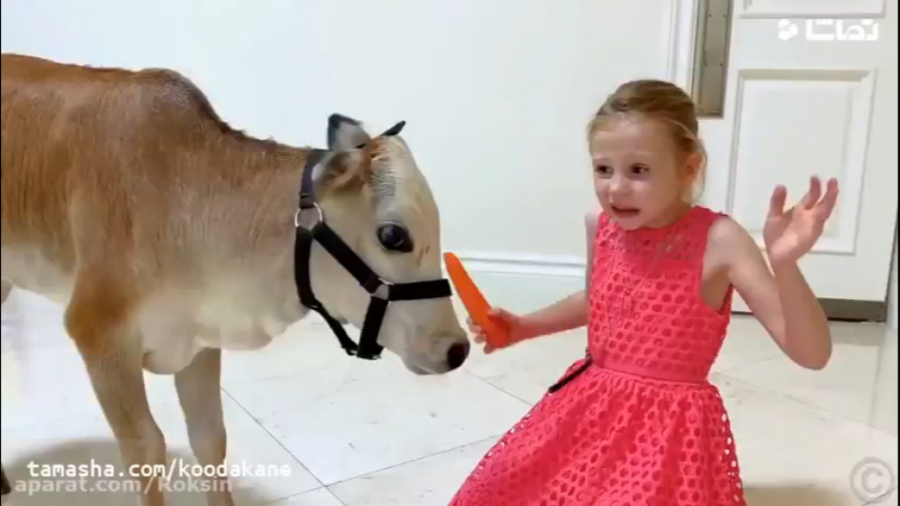 کارتون ناستیا و استیسی جدید دو...