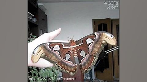 بزرگترین‌پروانه‌در‌جهان