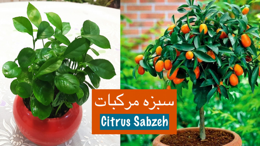 آماده کردن خوش عطر ترین سبزه ع...