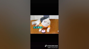 مسابقه سگ و گربه، خنده دار