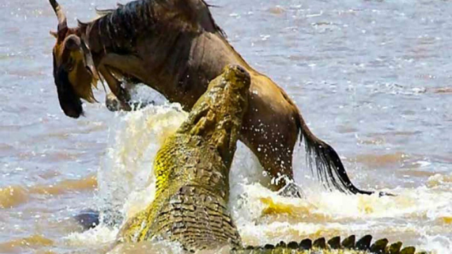 حمله ناکام کروکودیل گرسنه به گ...