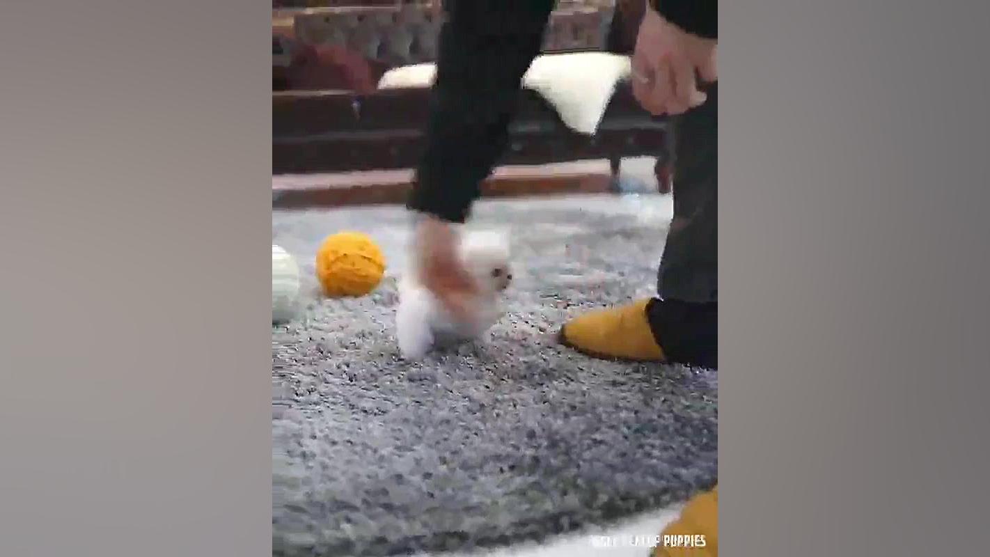 سگه فنجونییی