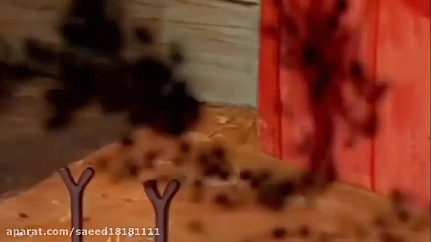 تام و جری قسمت ١