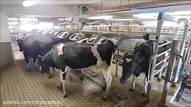 کارخانه تولید شیر لبنیات: شیرد...