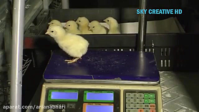 کارخانه خط تولید تخم مرغ و مرغ