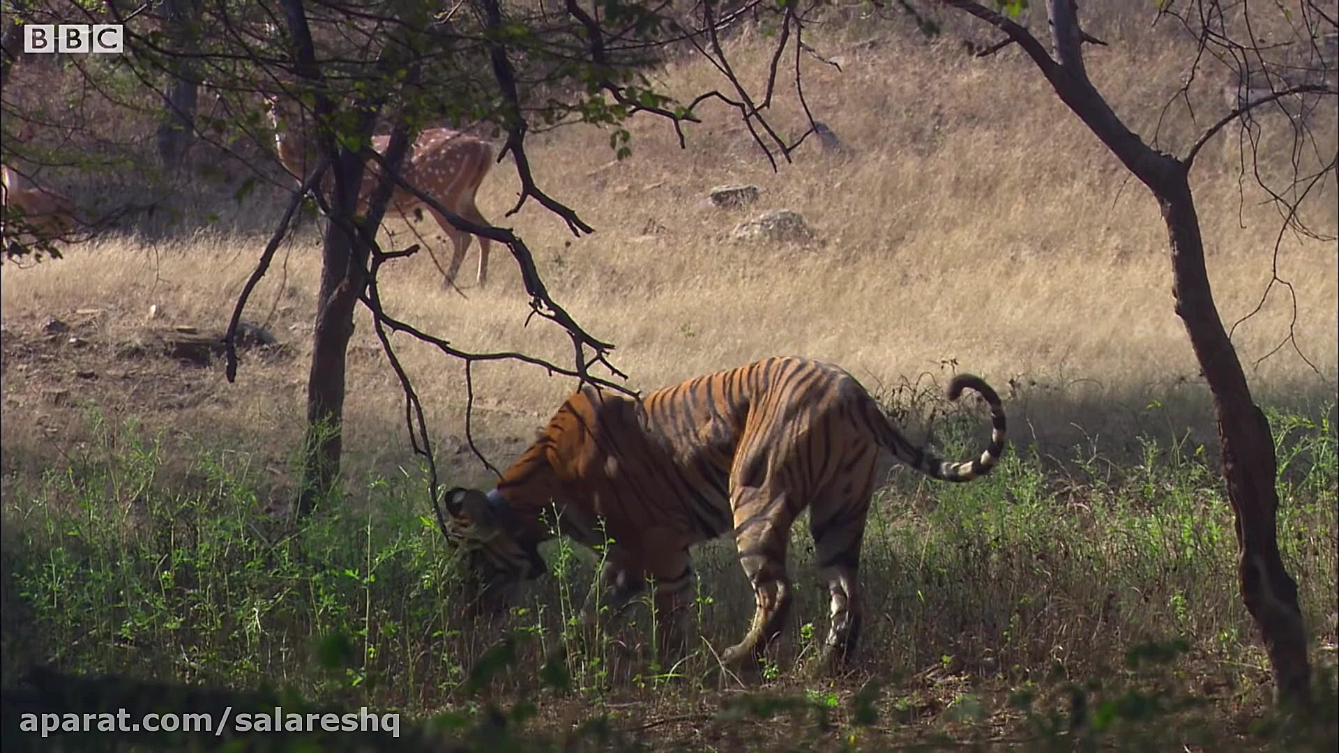 کلیپ لحظه ترسناک شکار بسیار با...