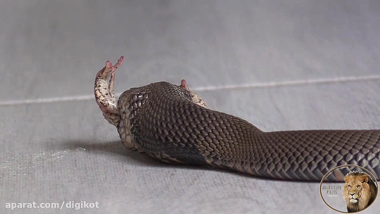 ورود مار کبری به آشپزخانه