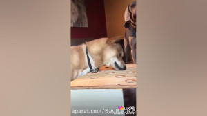 یک هاپو ناز و بامزه