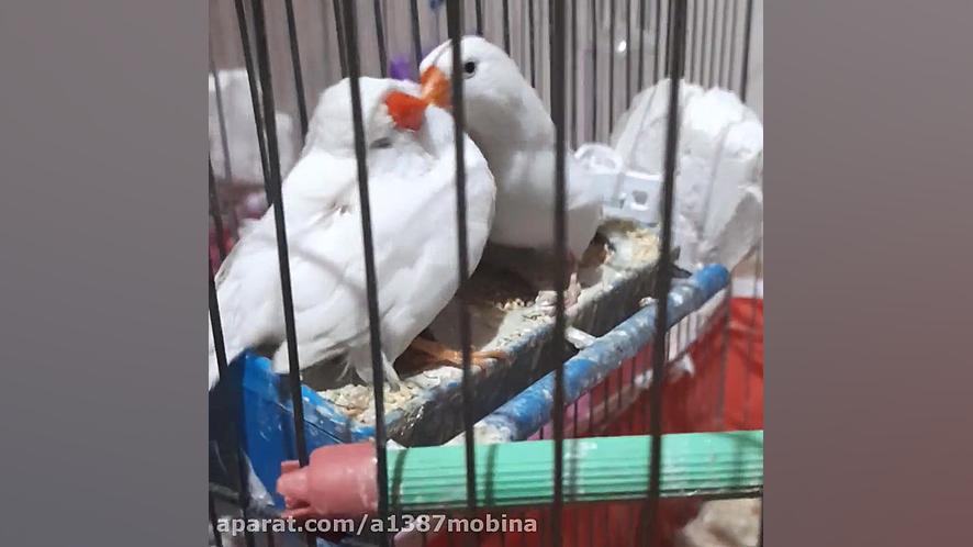 بوس کردن فنچ های من