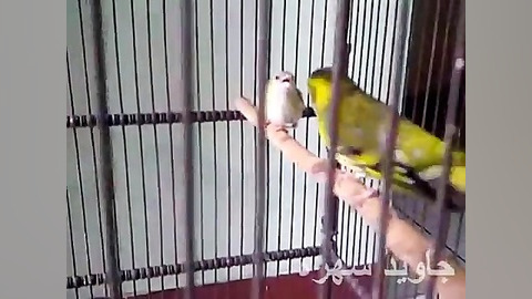 كلیپ جفت گیری سهره زرد ارسال ش...