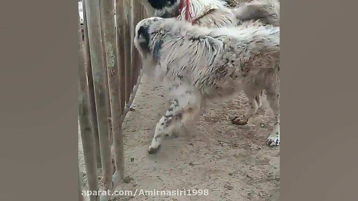 پارس سگ های قدرجونی