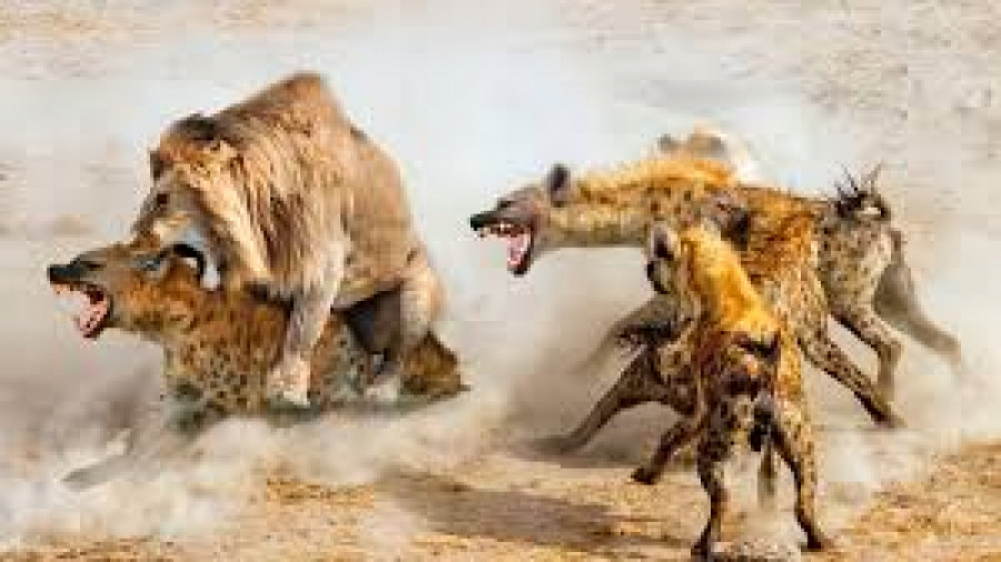 حیات وحش، حمله شیرها برای شکار...