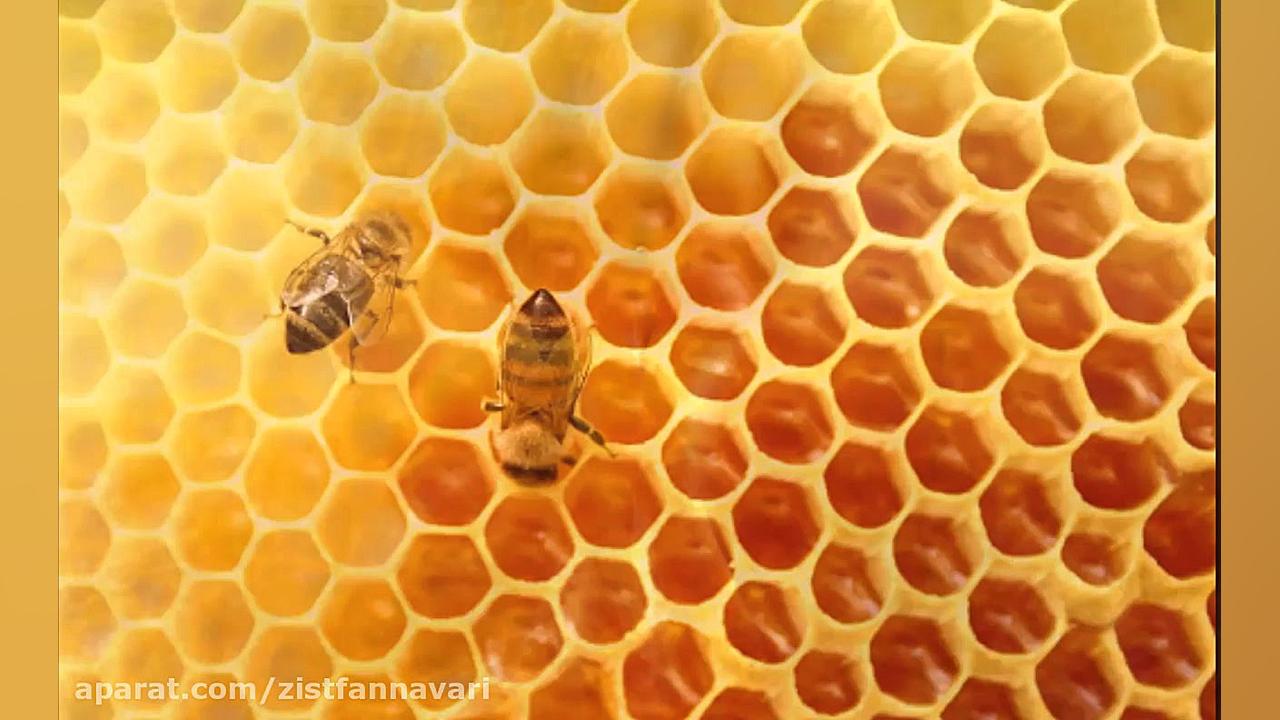 خواص شگفت انگیز عسل1