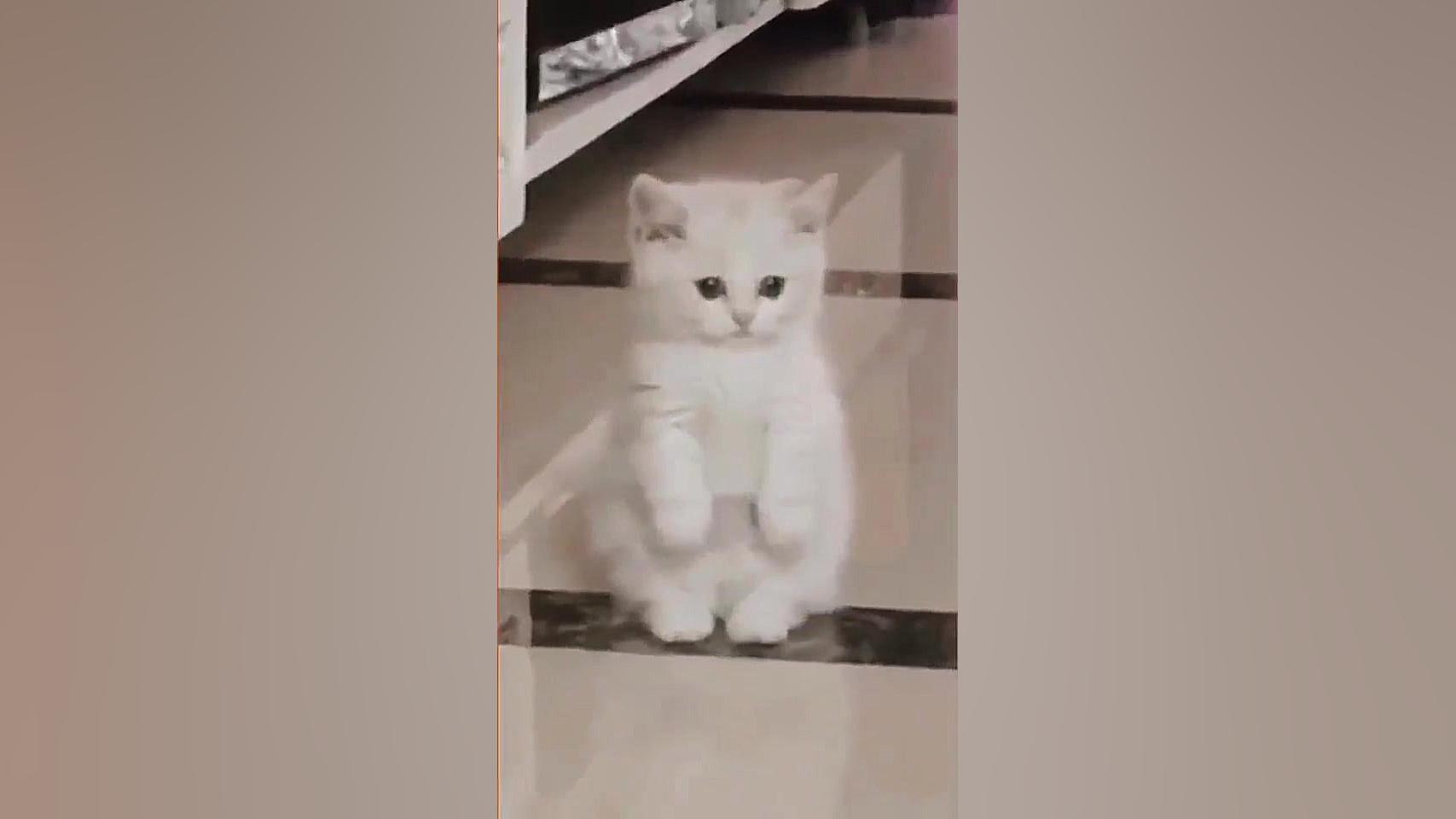 گربه ی ملوس