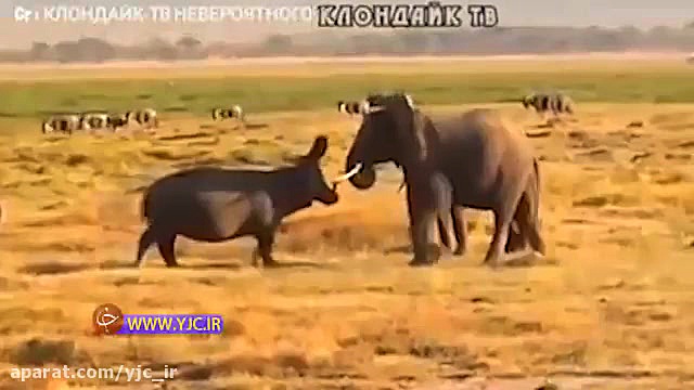 لحظات عجیب عصبانیت اسب آبی