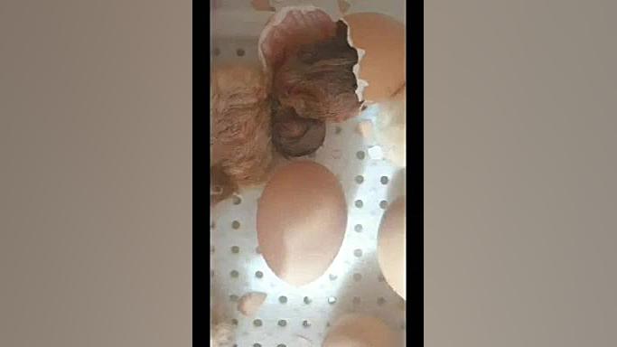 در آمدن جوجه از تخم