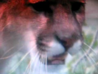 شیر کوهی در مقابل گرگ!!!