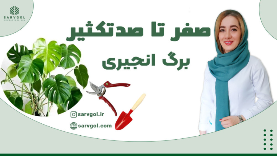 تکثیر برگ انجیری در منزل